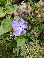 Grande pervenche - Vinca major